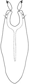 camelloides